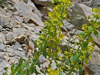 Euphorbia platyphyllos, Broad-leaved Spurge