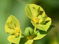 Euphorbia platyphyllos 20, Brede wolfsmelk, Saxifraga-Sonja Bouwman  897. Brede wolfsmelk - Euphorbia platyphyllos - Euphorbiaceae familie (i) Wielrevelt (Haarzuilens)