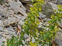 Euphorbia platyphyllos 1, Brede wolfsmelk, Saxifraga-Willem van Kruijsbergen