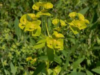 Euphorbia platyphyllos 10, Brede wolfsmelk, Saxifraga-Ed Stikvoort