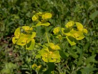 Euphorbia platyphyllos 11, Brede wolfsmelk, Saxifraga-Ed Stikvoort