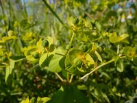 Euphorbia platyphyllos 17, Brede wolfsmelk, Saxifraga-Ed Stikvoort