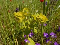 Euphorbia platyphyllos 18, Brede wolfsmelk, Saxifraga-Ed Stikvoort