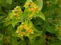 Euphorbia platyphyllos 2, Brede wolfsmelk, Saxifraga-Peter Meininger