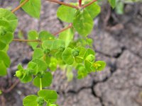 Euphorbia platyphyllos 3, Brede wolfsmelk, Saxifraga-Peter Meininger