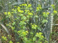 Euphorbia platyphyllos 4, Brede wolfsmelk, Saxifraga-Jan Willem Jongepier