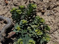 Euphorbia portlandica 10, Saxifraga-Ed Stikvoort