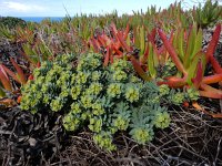 Euphorbia portlandica 11, Saxifraga-Ed Stikvoort