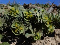 Euphorbia portlandica 16, Saxifraga-Ed Stikvoort