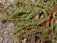 Euphorbia prostrata 3, Geribde wolfsmelk, Saxifraga-Ed Stikvoort