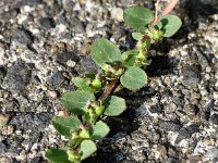 Euphorbia prostrata 4, Geribde wolfsmelk, Saxifraga-Sonja Bouwman  960. Geribde wolfsmelk - Euphorbia prostrata - Euphorbiaceae familie (zw)