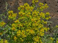 Euphorbia seguieriana 28, Zandwolfsmelk, Saxifraga-Ed Stikvoort