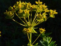 Euphorbia seguieriana 30, Zandwolfsmelk, Saxifraga-Ed Stikvoort