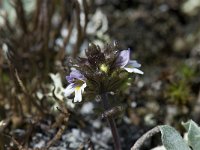 Euphrasia frigida 1, Saxifraga-Willem van Kruijsbergen