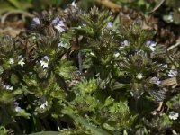 Euphrasia frigida 2, Saxifraga-Willem van Kruijsbergen