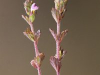 Euphrasia micrantha
