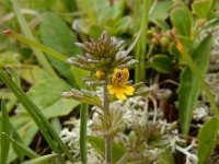 Euphrasia minima 7, Saxifraga-Ed Stikvoort