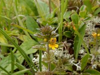 Euphrasia minima 9, Saxifraga-Ed Stikvoort