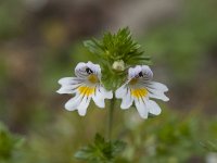 Euphrasia rostkoviana 17, Krijtogentroost, Saxifraga-Luuk Vermeer