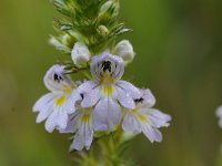 Euphrasia stricta 32, Stijve ogentroost, Saxifraga-Luuk Vermeer