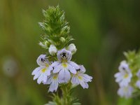 Euphrasia stricta 35, Stijve ogentroost, Saxifraga-Luuk Vermeer