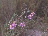 Fagonia cretica 1, Saxifraga-Jan van der Straten