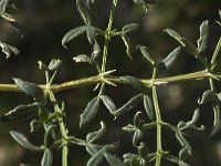 Fagonia cretica 10, Saxifraga-Willem van Kruijsbergen