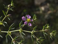 Fagonia cretica 12, Saxifraga-Willem van Kruijsbergen