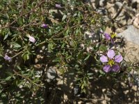 Fagonia cretica 14, Saxifraga-Willem van Kruijsbergen