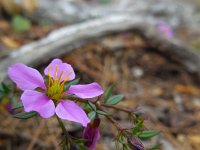 Fagonia cretica 17, Saxifraga-Ed Stikvoort