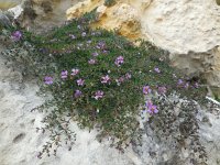 Fagonia cretica 18, Saxifraga-Ed Stikvoort