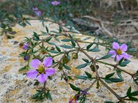 Fagonia cretica 19, Saxifraga-Ed Stikvoort