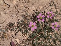 Fagonia cretica 2, Saxifraga-Piet Zomerdijk