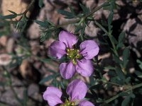 Fagonia cretica 3, Saxifraga-Jan van der Straaten