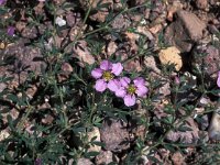 Fagonia cretica 4, Saxifraga-Jan van der Straaten