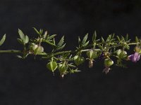 Fagonia cretica 5, Saxifraga-Willem van Kruijsbergen