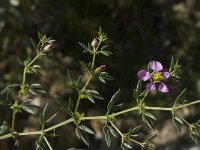 Fagonia cretica 7, Saxifraga-Jan van der Straaten