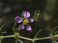 Fagonia cretica 8, Saxifraga-Willem van Kruijsbergen