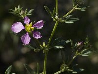 Fagonia cretica 9, Saxifraga-Jan van der Straaten