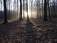 Fagus sylvatica 66, Beuk, Saxifraga-Luuk Vermeer