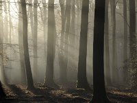 Fagus sylvatica 68, Beuk, Saxifraga-Luuk Vermeer