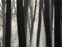 Fagus sylvatica 72, Beuk, Saxifraga-Luuk Vermeer