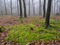 Fagus sylvatica 76, Beuk, Saxifraga-Luuk Vermeer