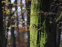 Fagus sylvatica 78, Beuk, Saxifraga-Luuk Vermeer