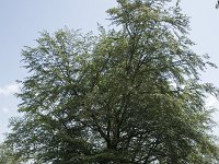 Fagus sylvatica 86, Beuk, Saxifraga-Willem van Kruijsbergen