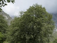 Fagus sylvatica 87, Beuk, Saxifraga-Willem van Kruijsbergen