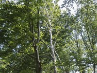 Fagus sylvatica 88, Beuk, Saxifraga-Willem van Kruijsbergen