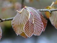 Fagus sylvatica 91, Beuk, Saxifraga-Tom Heijnen