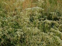 Falcaria vulgaris 10, Sikkelkruid, Saxifraga-Ed Stikvoort