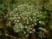 Falcaria vulgaris 11, Sikkelkruid, Saxifraga-Ed Stikvoort